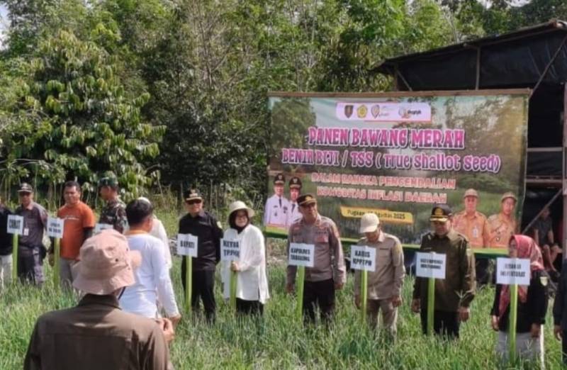 Camat Pugaan Dorong Ketahanan Pangan dengan Suksesnya Budidaya Bawang Merah Biji Hibrida Capai 15 Ton per Hektare